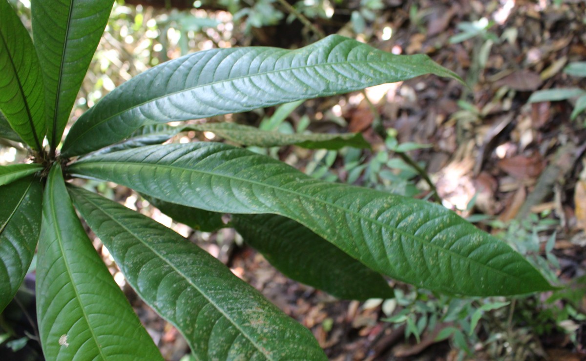 Stemonoporus moonii Thwaites